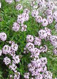 Thymus longicaulis